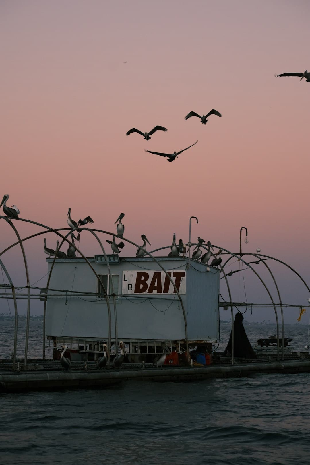 Sunset coastal fishing