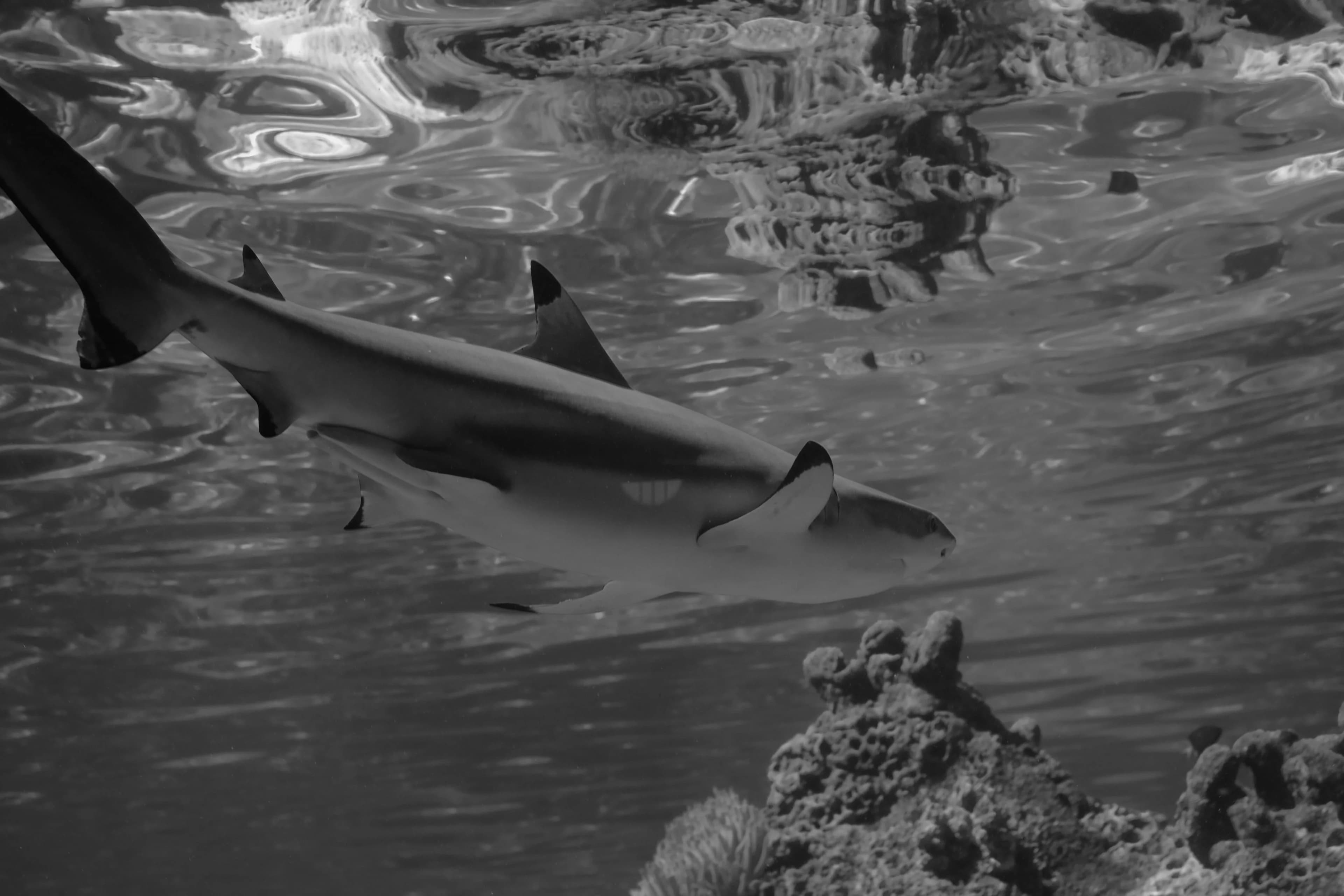 Blacktip Sharks