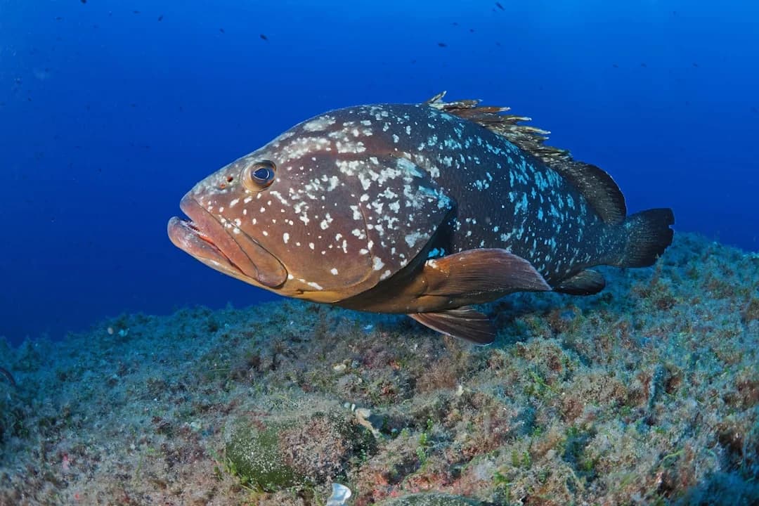 Grouper Varieties